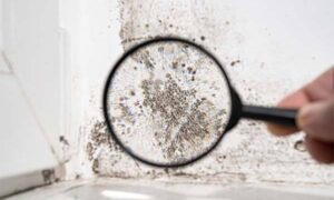 The Long-Term Consequences of Untreated Water Damage