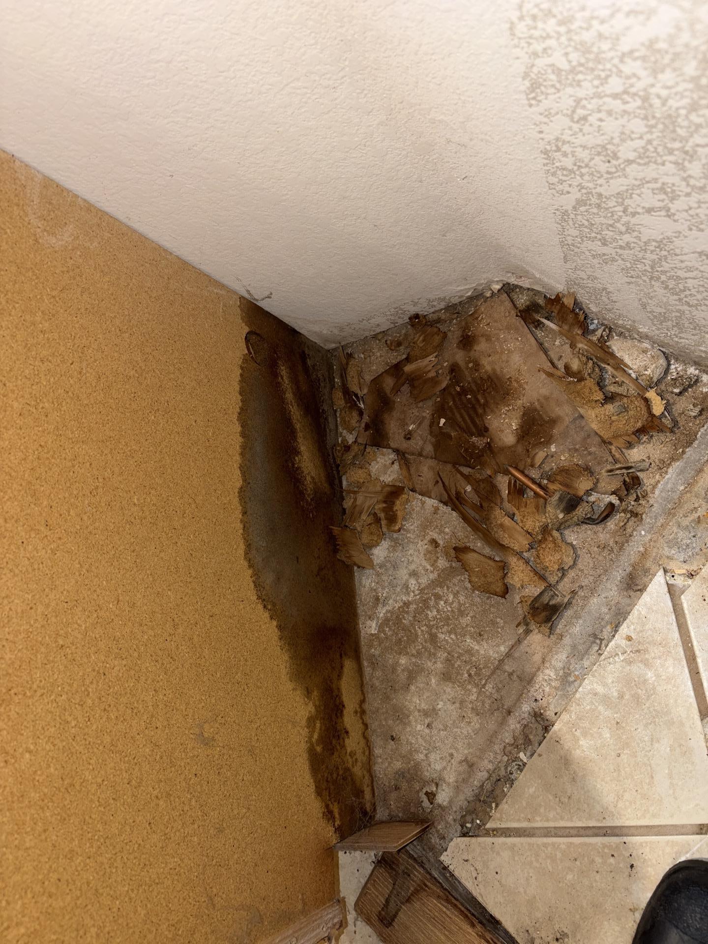 Visible water damage caused by dishwasher leak in Allen Texas home kitchen