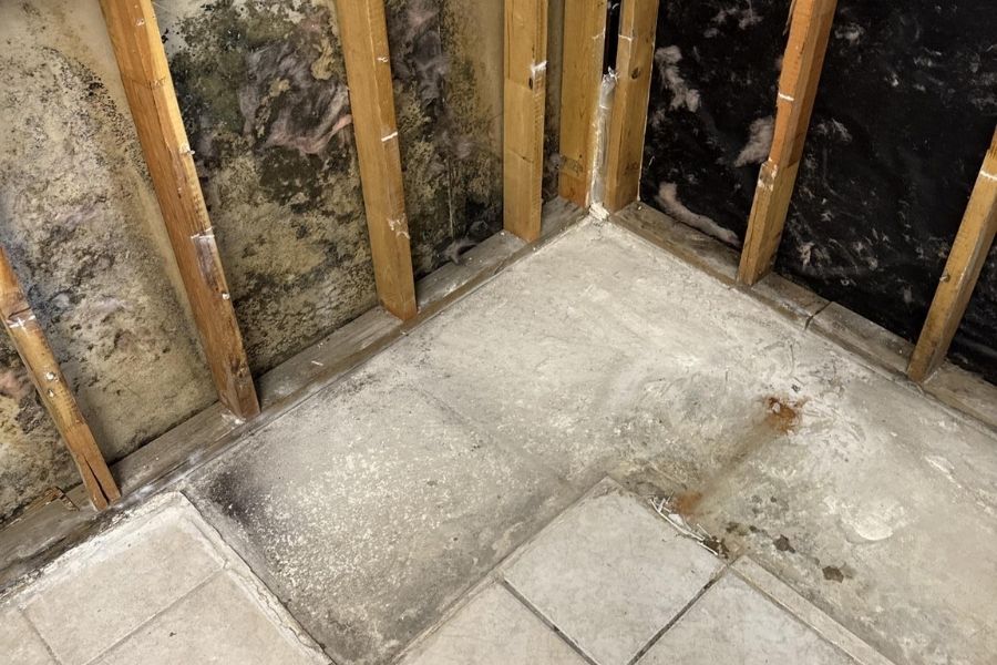 Mold growth discovered behind drywall following untreated water damage in a residential home