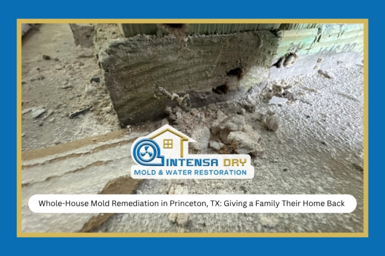 Whole House Mold Remediation In Princeton TX Giving A Family Their Home Back