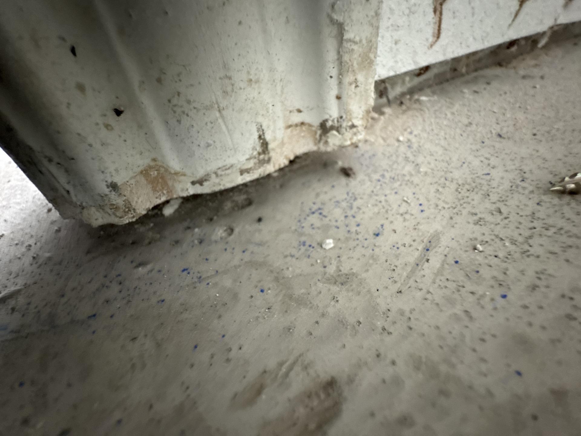Close-up of mold spreading behind baseboards near the entryway