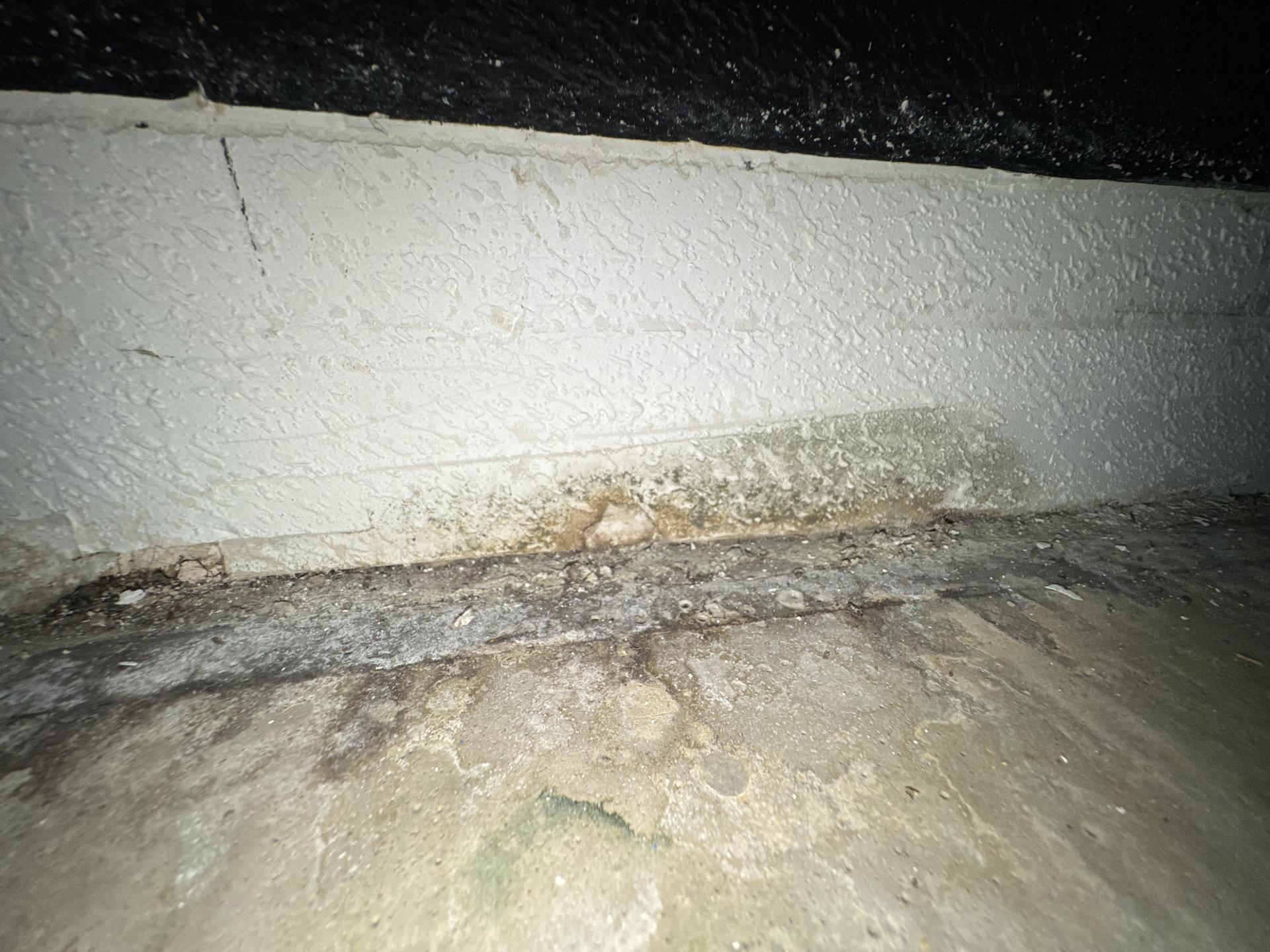 Mold damage around the baseboards near the home entry