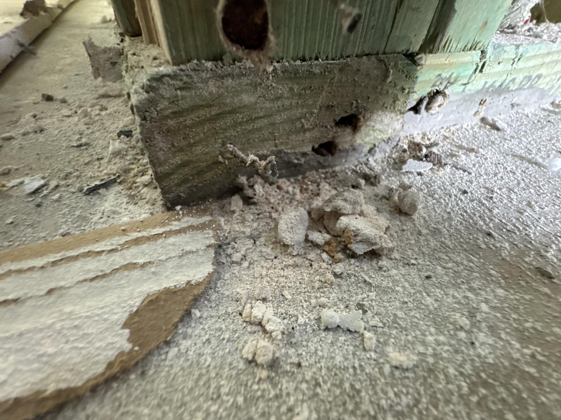 Serious mold damage on the wall and floor at the entry of the house