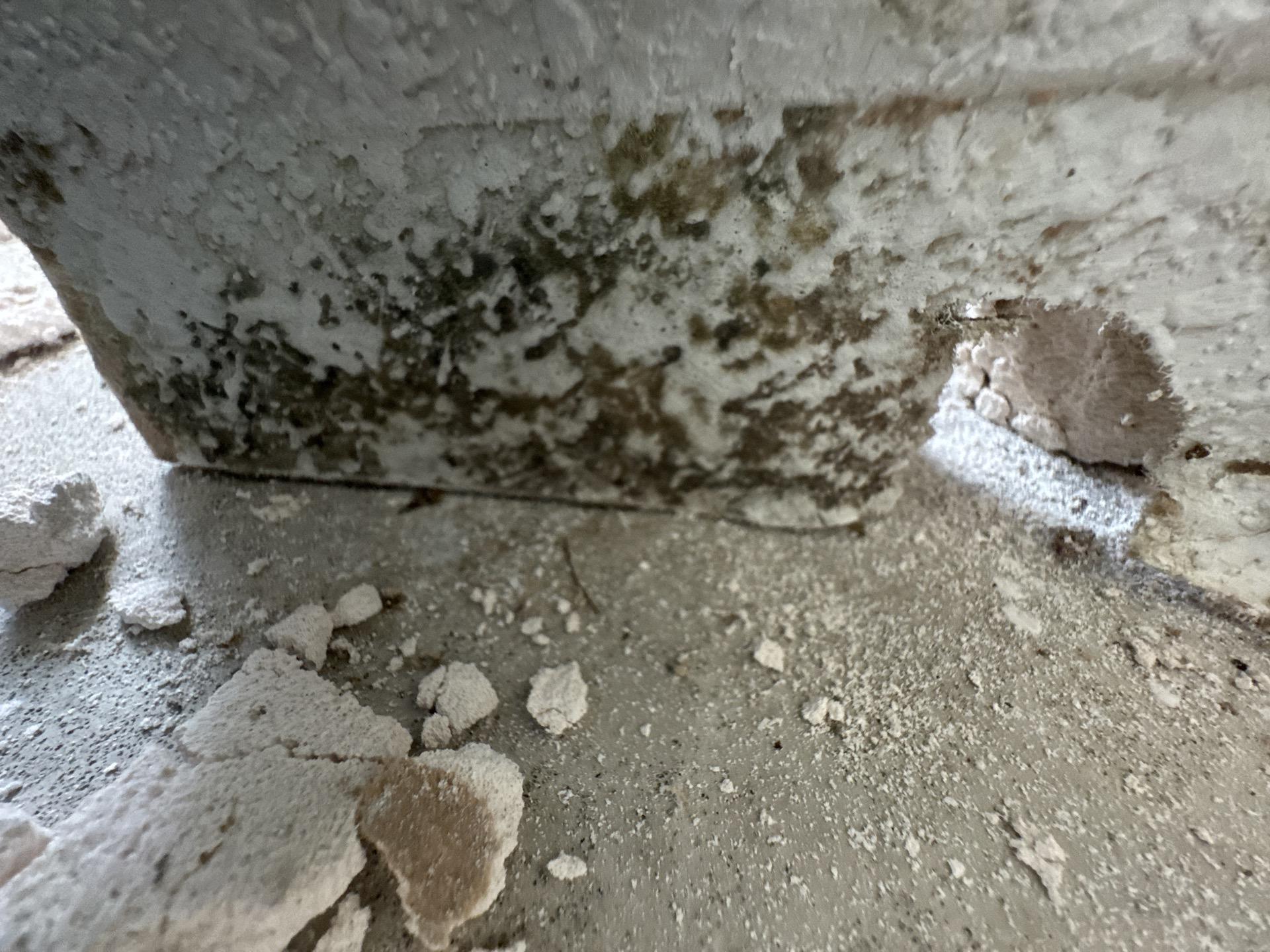 More visible mold uncovered behind living room walls after demolition