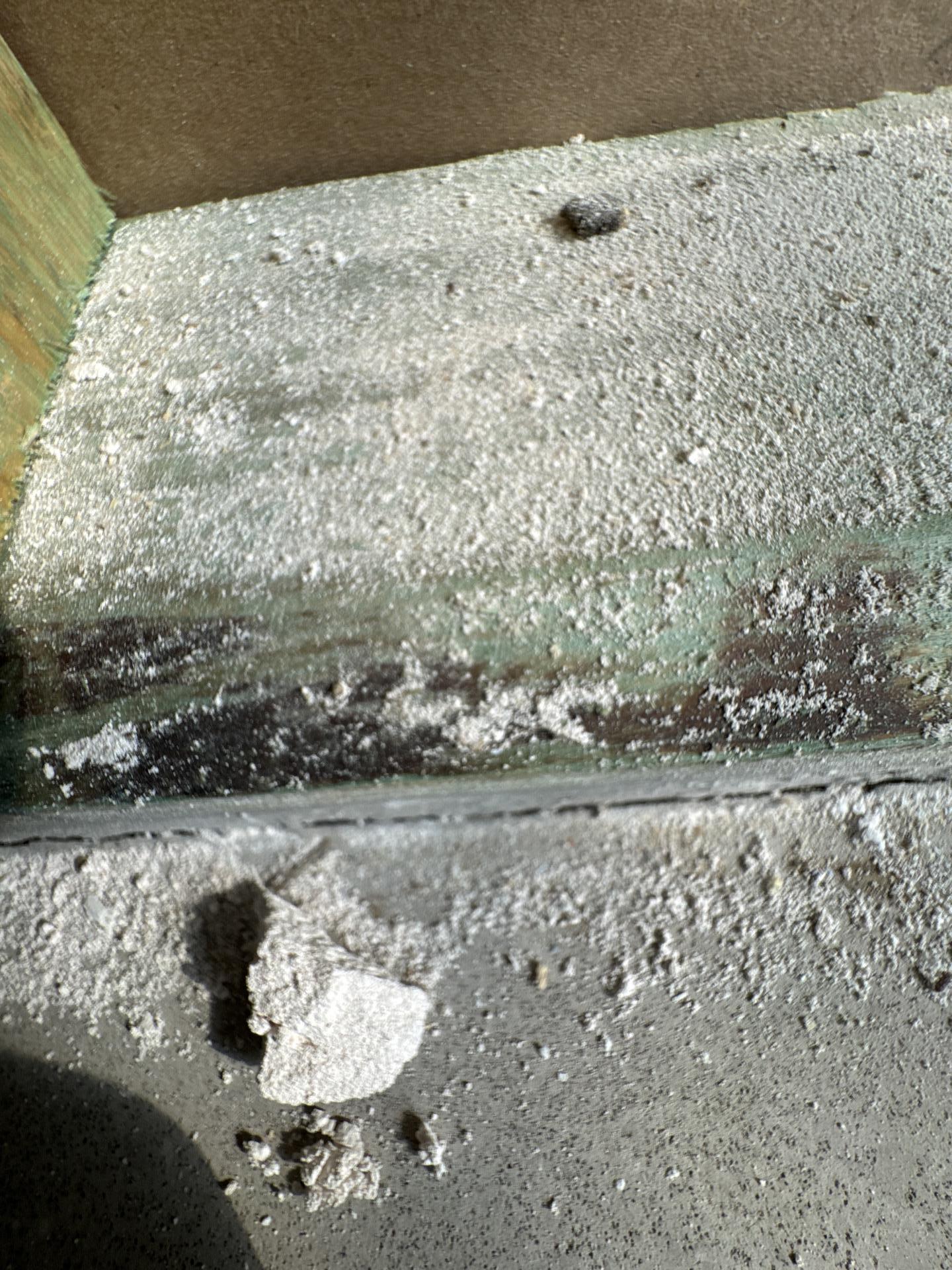 Visible mold damage on the dining room wall in a Princeton home